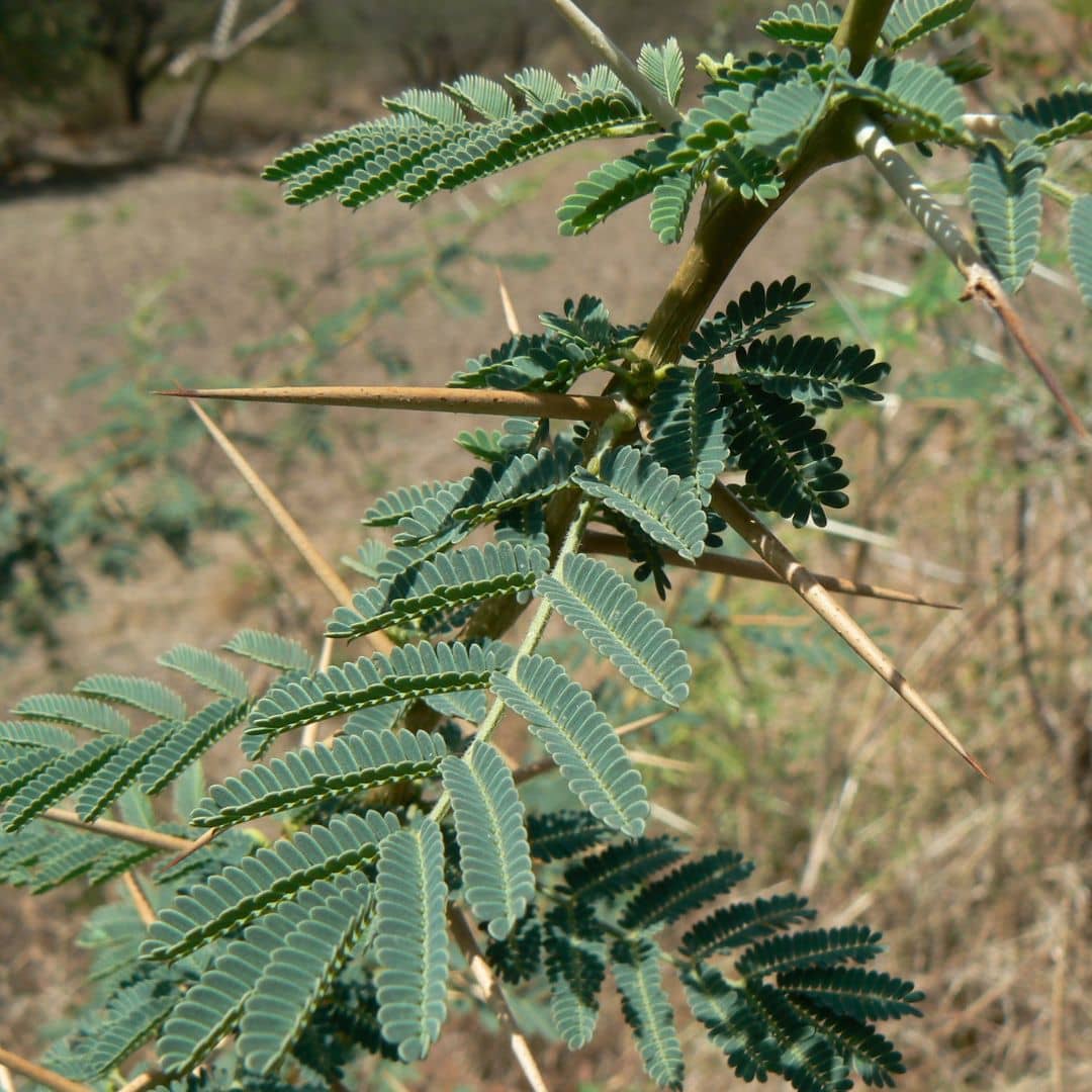 feuilles fines et épines acérées de Vachellia nilotica Acacia du Nil