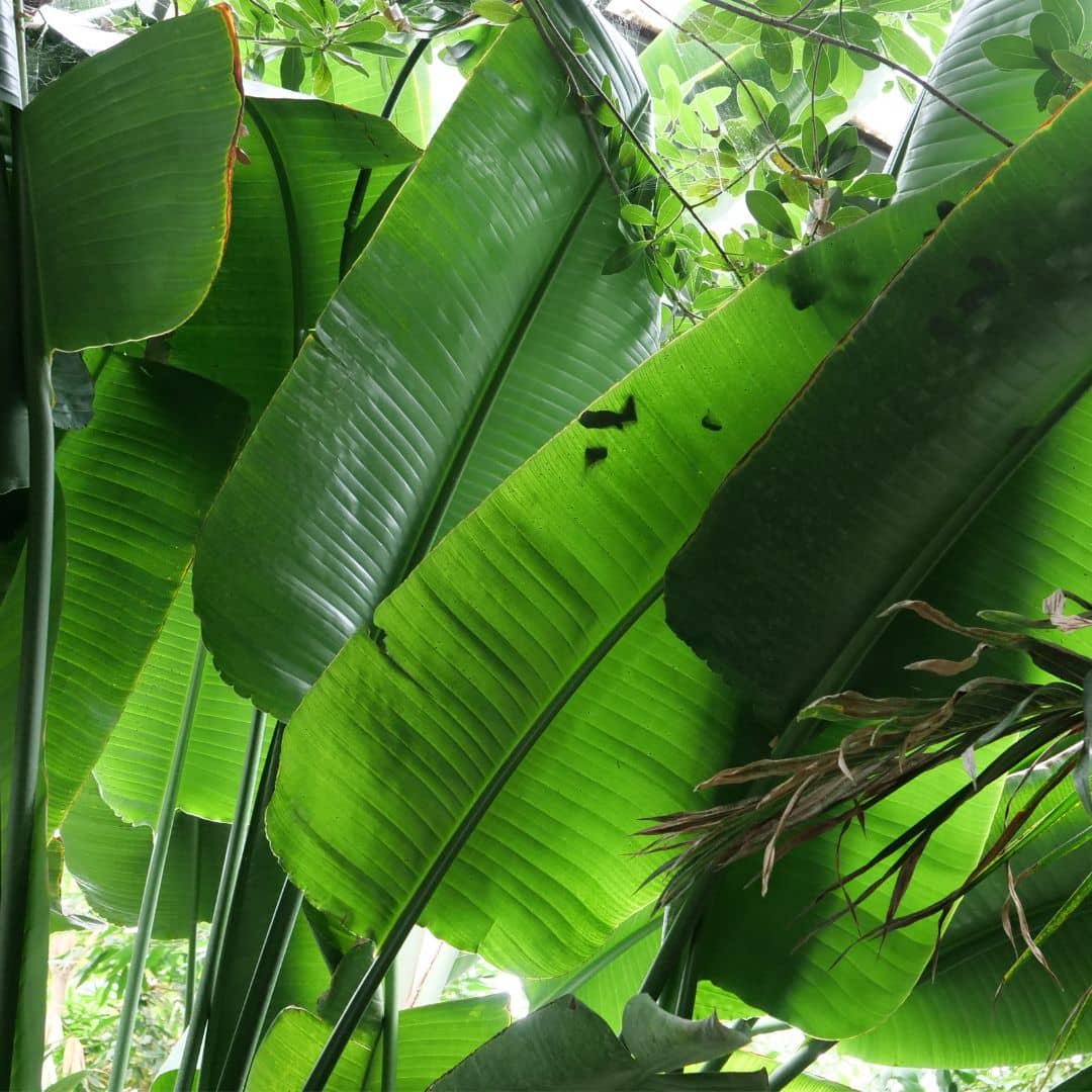 feuilles géantes de streliztia nicolai 