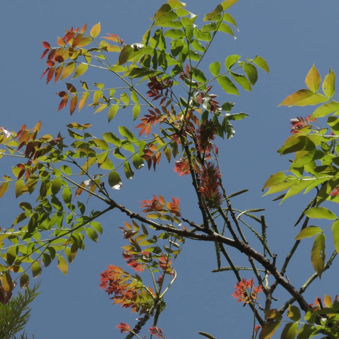 feuilles roses rouges et vertes de l'Acrocarpus fraxinifolius arbre rare et insolite