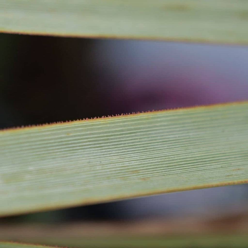 feuilles tranchante de Noline Bleue plante résistante au sec spéciale pour rocaille monde vegetal
