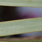 feuilles tranchante de Noline Bleue plante résistante au sec spéciale pour rocaille monde vegetal