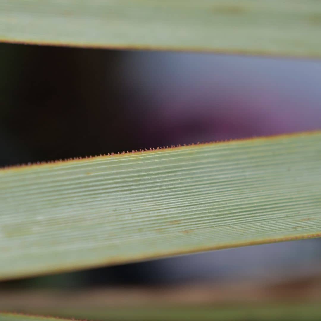 feuilles tranchante de Noline Bleue plante résistante au sec spéciale pour rocaille monde vegetal