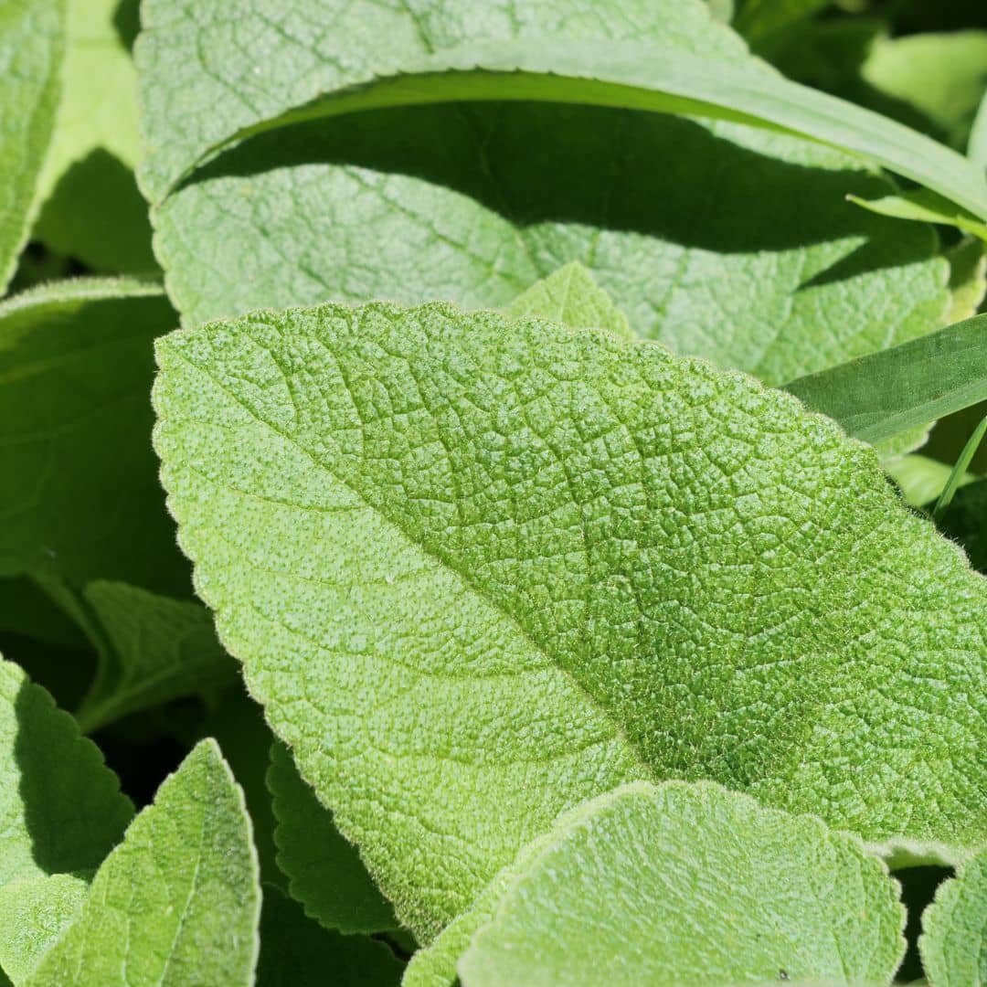 feuilles velues de la sauge de jérusalem phlomis russeliana