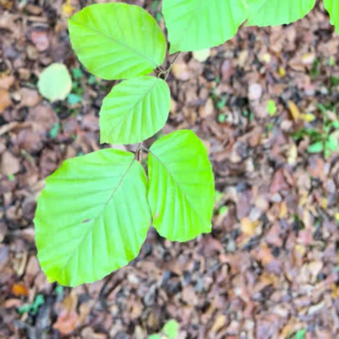 feuilles vertes du hêtre commun fagus sylvatica graines d'arbre à cultiver