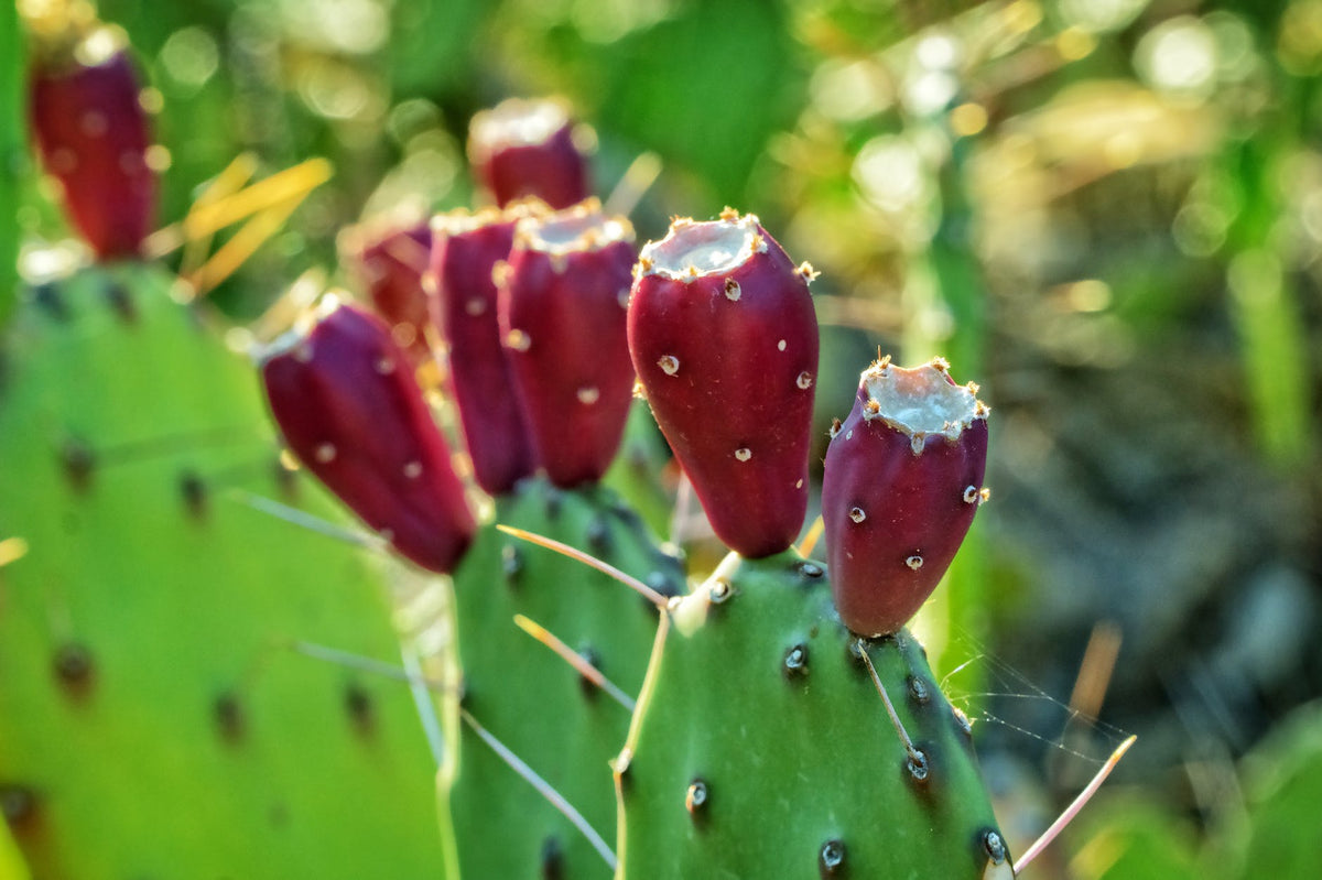 Figues de Barbarie rouges sur les raquettes (Opuntia ficus-indica)