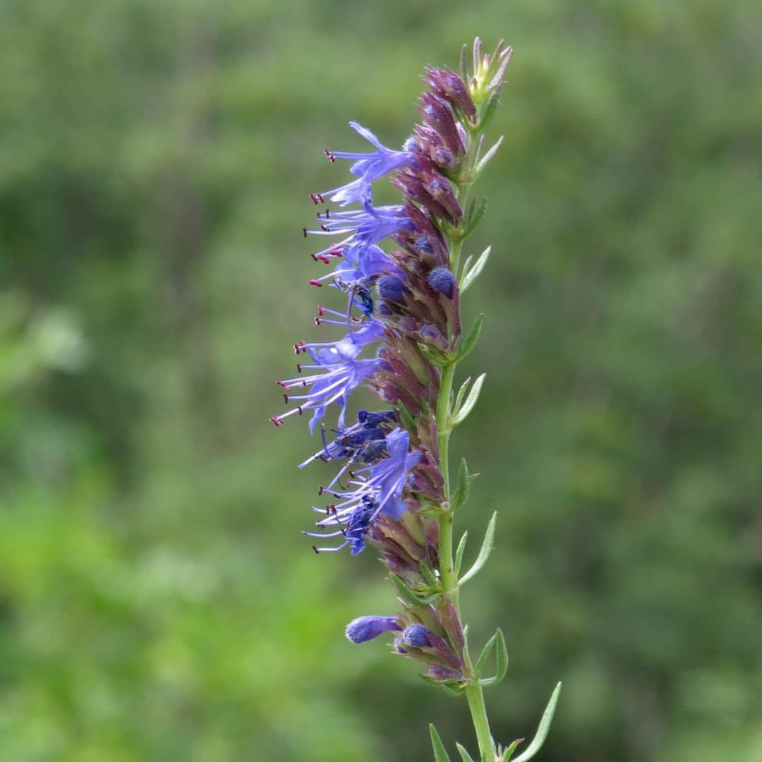 fleur d'hysope plante mellifère qui attire les abeilles