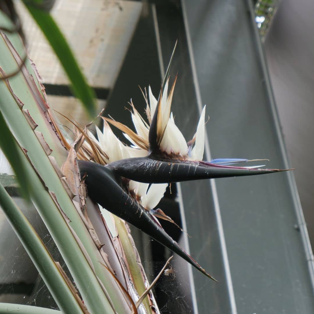 fleurs blanches du Strelitzia nicolai oiseau de paradis géant monde vegetal
