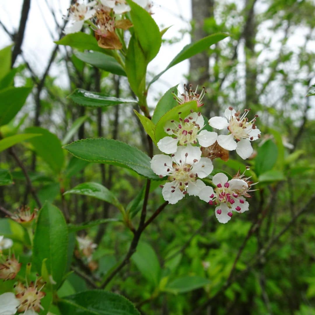 fleurs d'aronia aronie à fruits noirs plantes comestibles monde vegetal