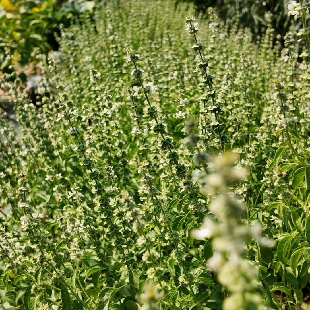 fleurs de basilic citriodorum plante aromatique au parfum puissantocimum citriodora