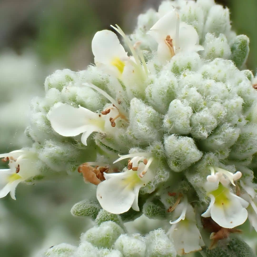 fleurs de la teucrium polium plante de garrigue plante méditerranéenne facile à cultiver