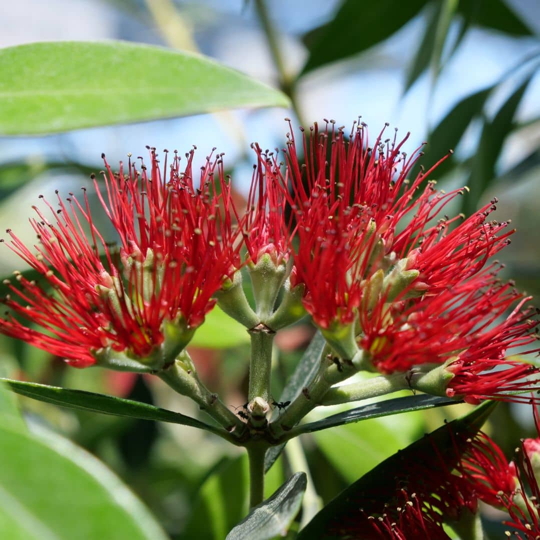 fleurs de metrosideros tomentosa metrosideros excelsa plante rare de collection de monde vegetal