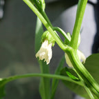 fleurs de piment habanero chocolat