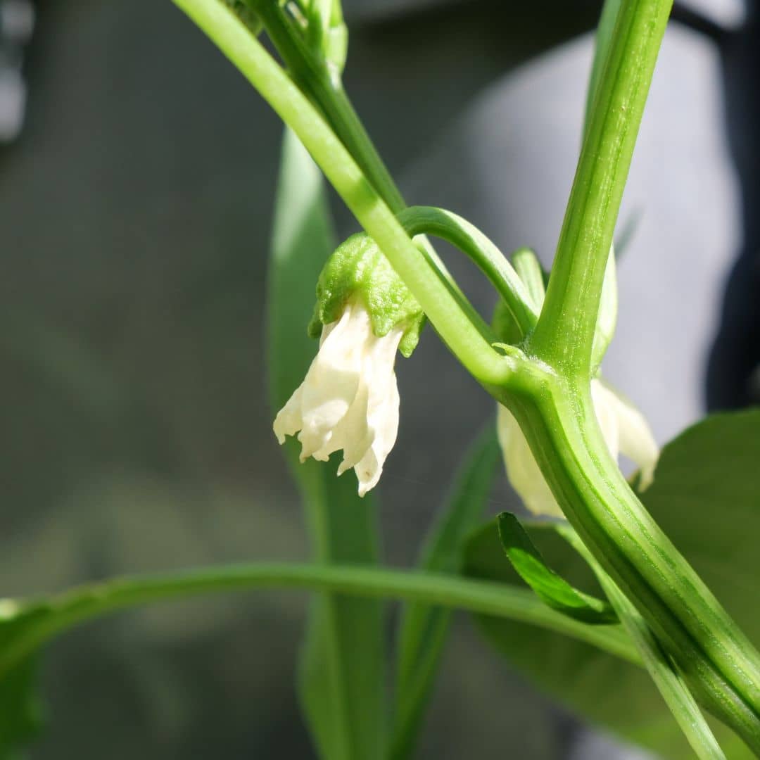 fleurs de piment habanero chocolat