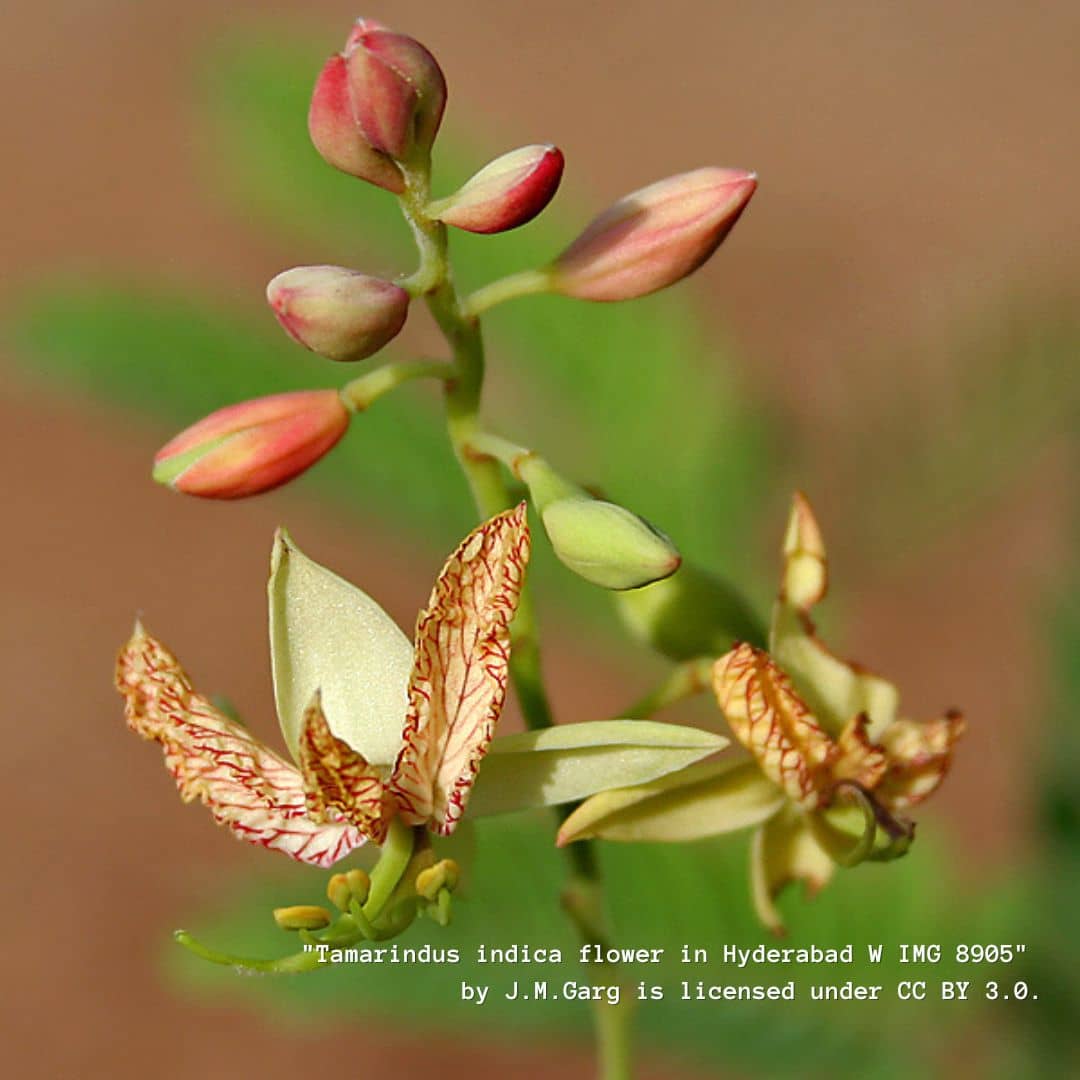 fleurs de tamarinier tamarindus indica monde végétal