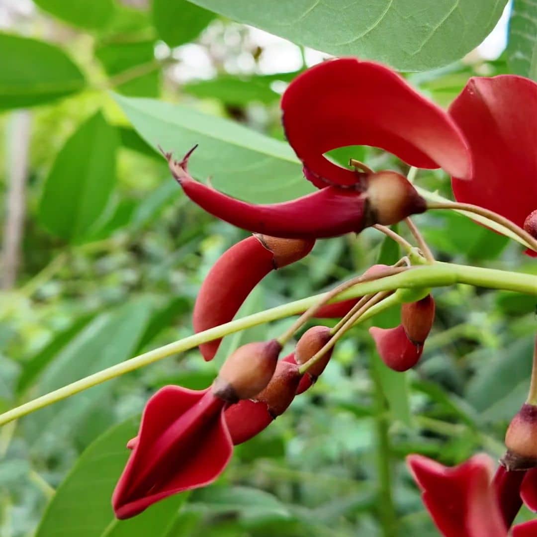 floraison d'Erythrina crista galli arbre corail à fleurs rouges