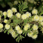floraison de l'acacia tortilis faux gommier plante africaine de collection