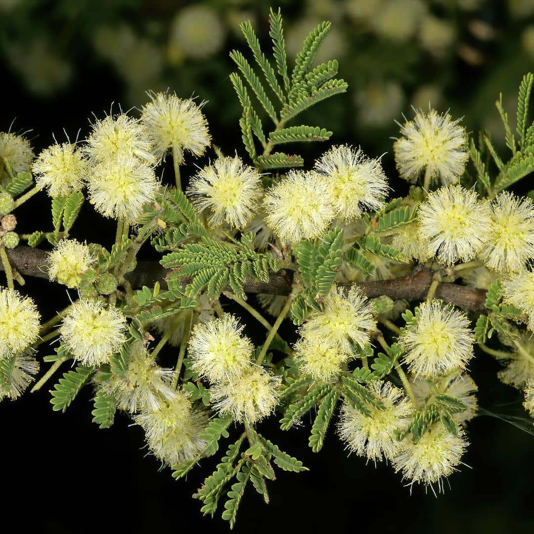 floraison de l'acacia tortilis faux gommier plante africaine de collection