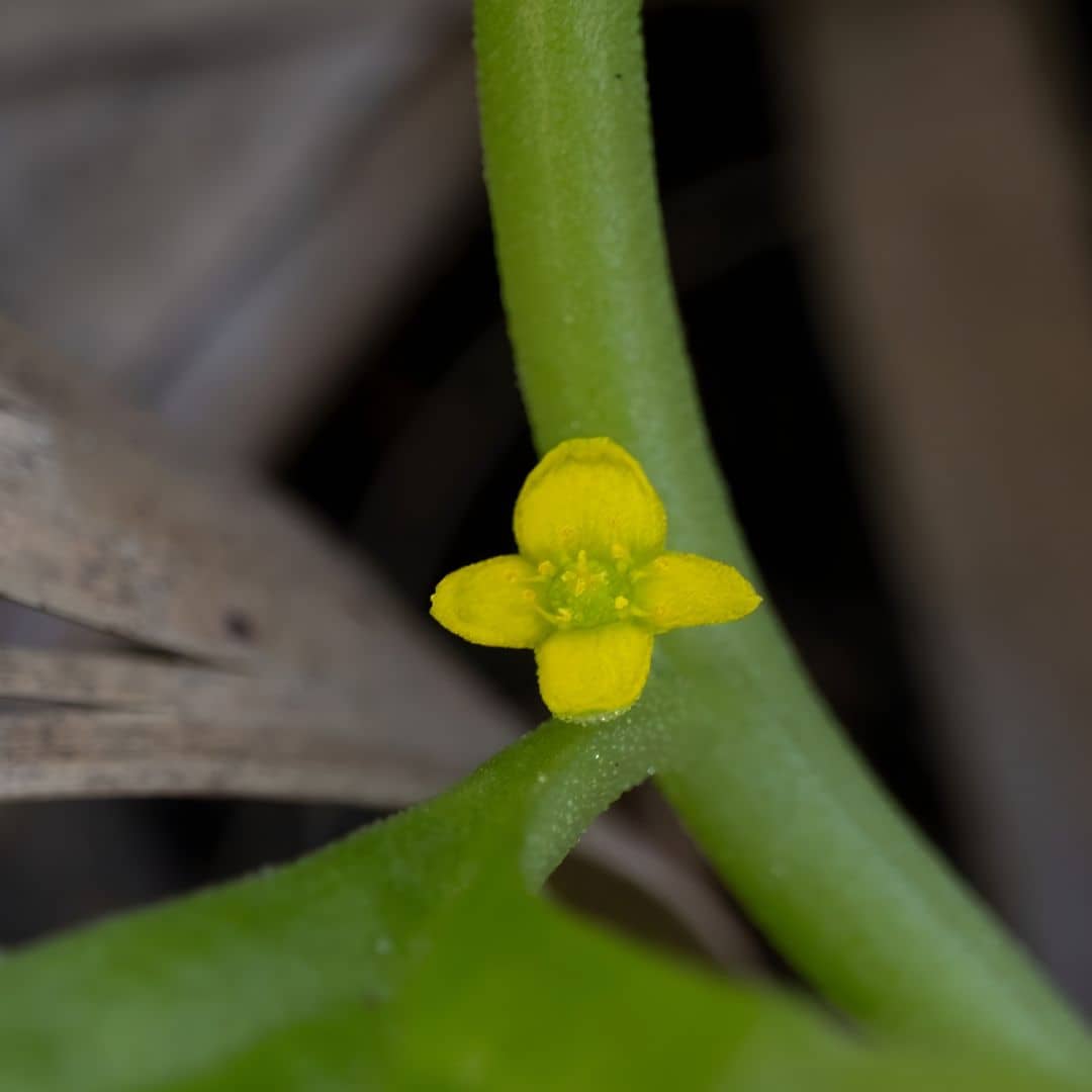 floraison de l'épinard de nouvelle zélande monde vegetal