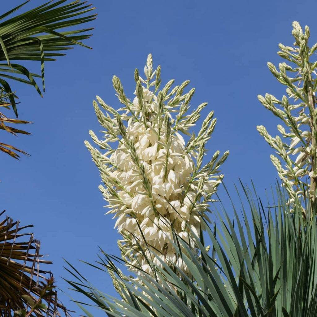 floraison du yucca rostrata graines à semer pour cultiver cette plante xérophyte adaptée à la sécheresse