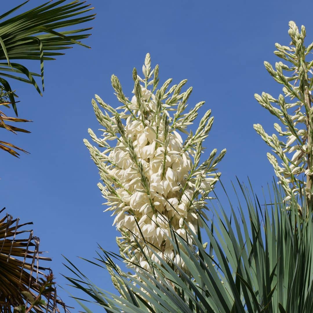 floraison du yucca rostrata graines à semer pour cultiver cette plante xérophyte adaptée à la sécheresse