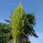 floraison nolina nelsonii pouvant dépasser 1 m de hauteur