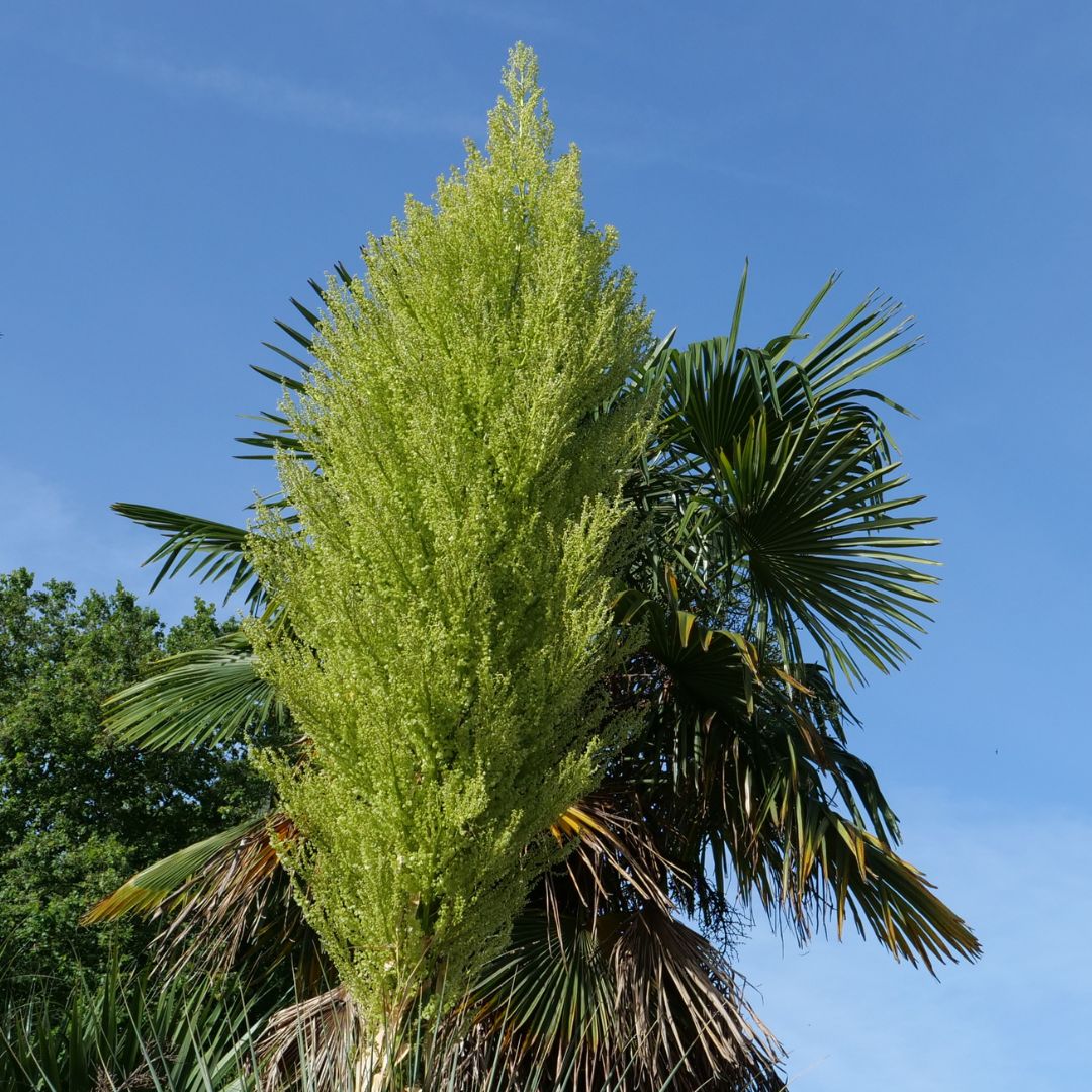 floraison nolina nelsonii pouvant dépasser 1 m de hauteur