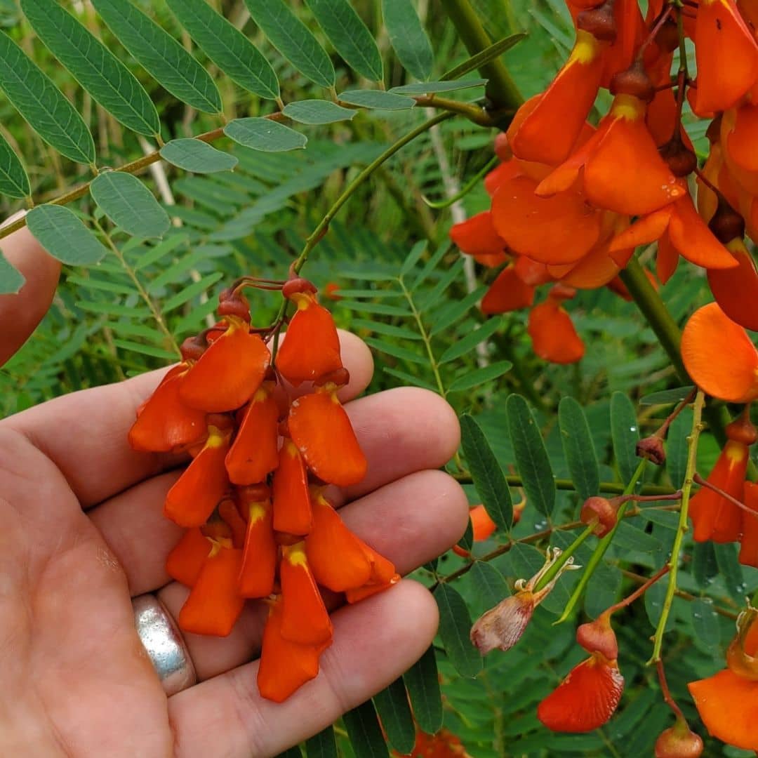 floraison rouge du petit flamboyant de hyères sesbania punicea arbuste ressemblant à l'acacia 