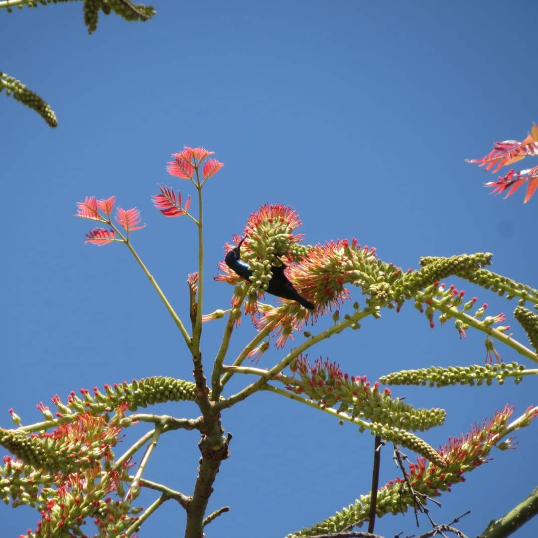 floraison spectaculaire de l'Acrocarpus fraxinifolius