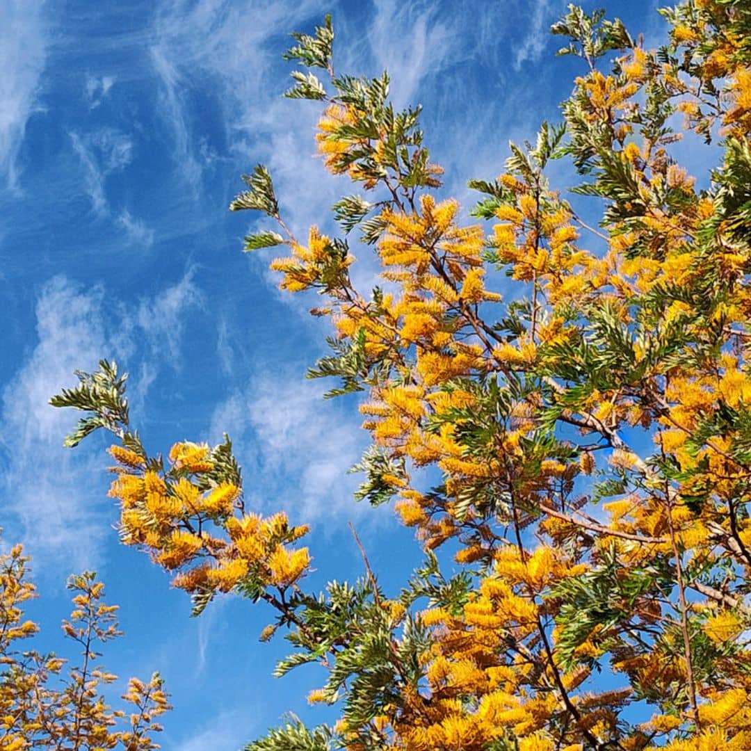 floraison spectaculaire du grevillea robusta semences de plantes rares