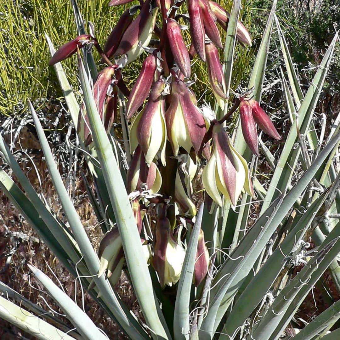 floraison spectaculaire du yucca banane 