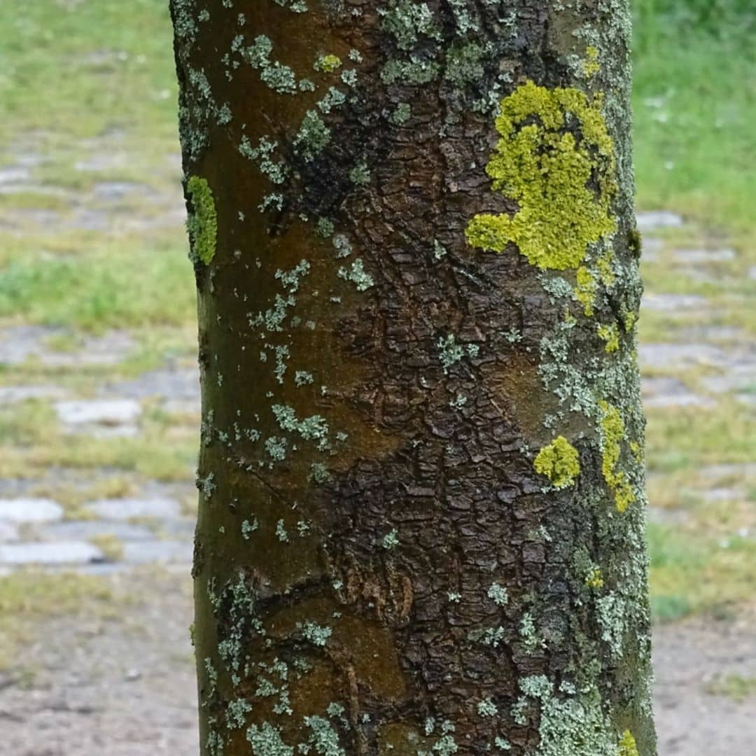 fraxinus ornus arbre d'ornement aux feuilles rouges d'automne et à la floraison blanche d'été