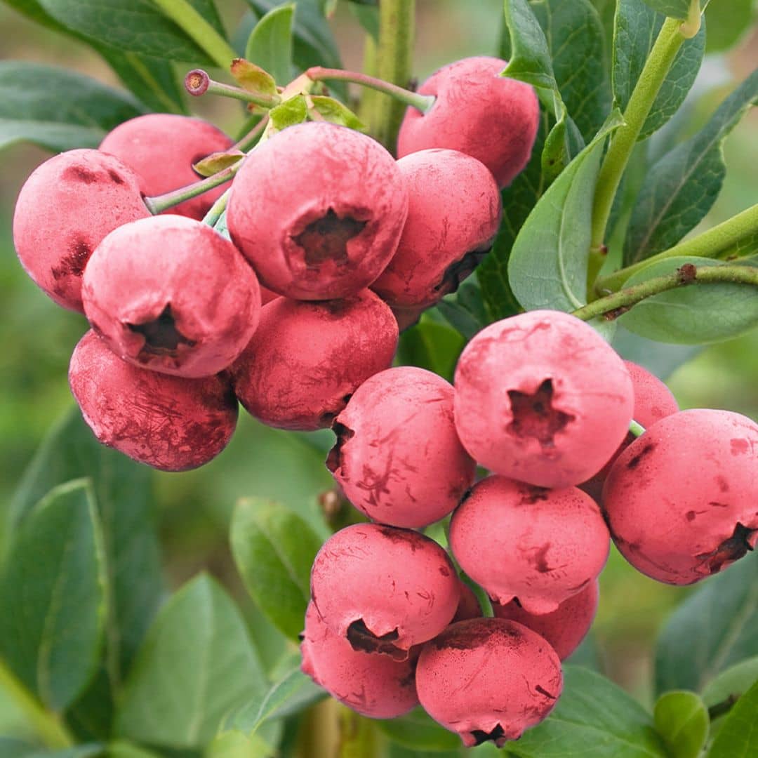 fruits de la myrtille rose vaccinium corymbosum monde vegetal