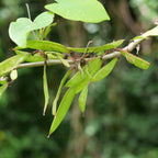 fruits en forme de haricot du cercis chinensis 