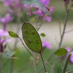 fruits spectaculaires et insolites de la monnaie du pape Lunaria annua