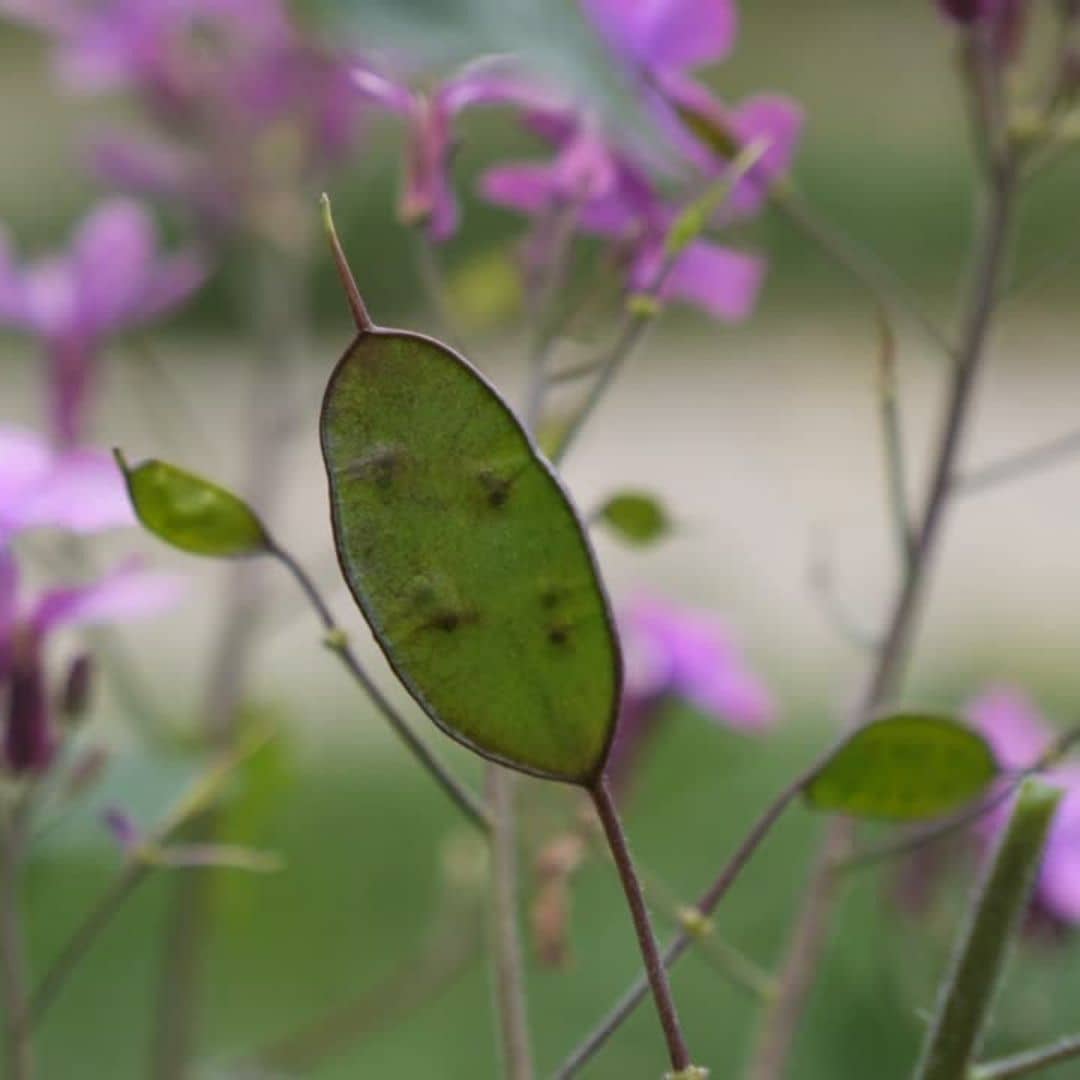 fruits spectaculaires et insolites de la monnaie du pape Lunaria annua