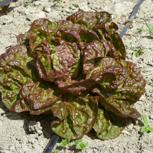 graine laitue merveille des 4 saisons