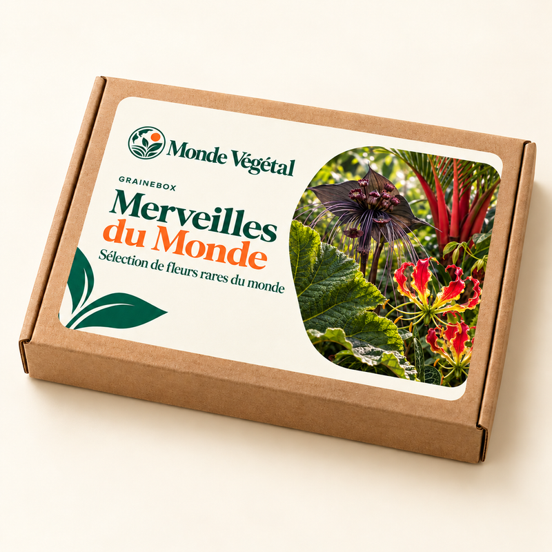 Grainebox — Merveilles du Monde