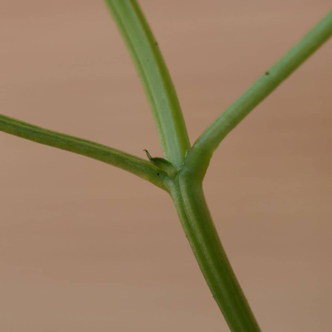 grainees de vigna angularis haricot  Adzuki  à semer au potager et à récolter