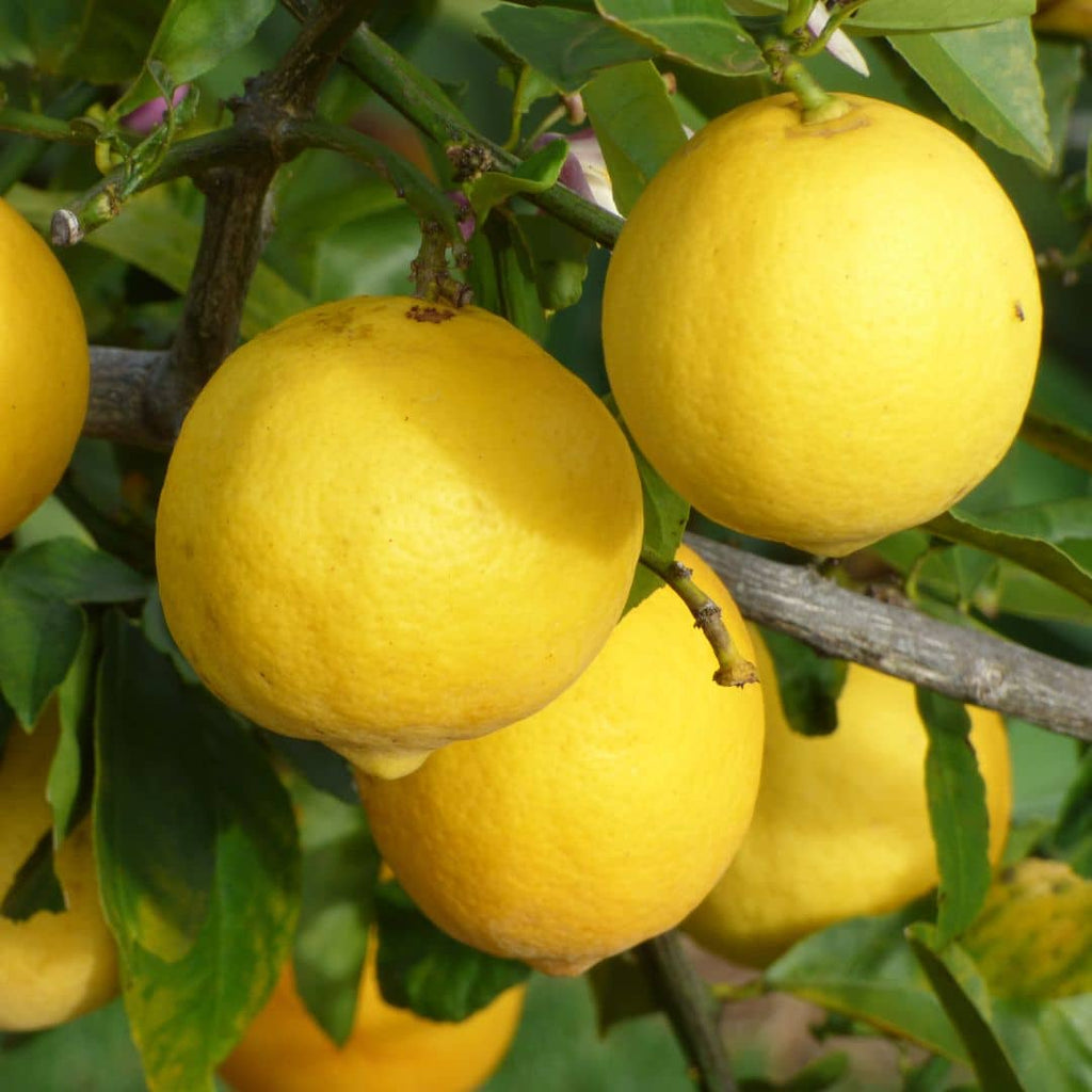 GRAINES - Citron Meyer - (Citrus x meyeri) - agrumes