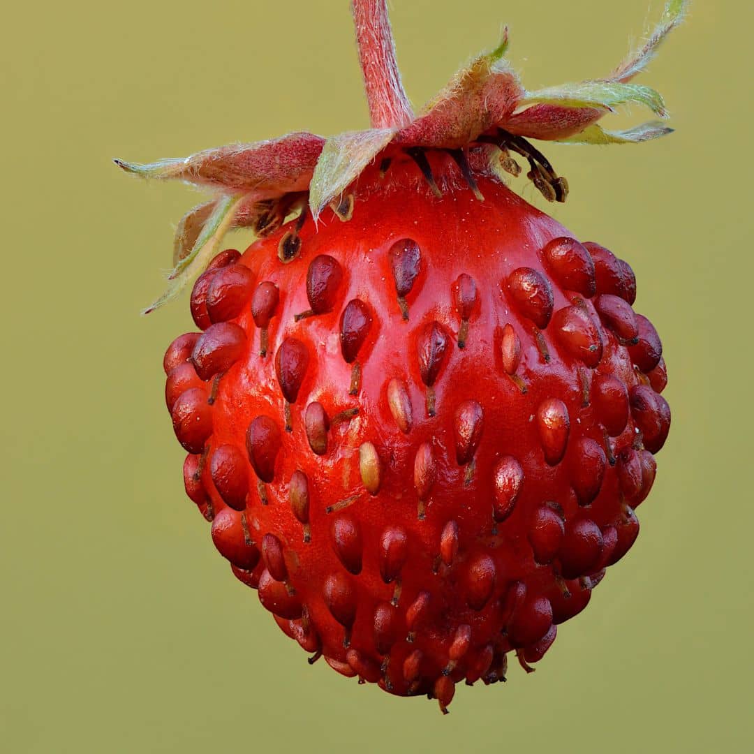 Fraisier des bois Rügen — Graines