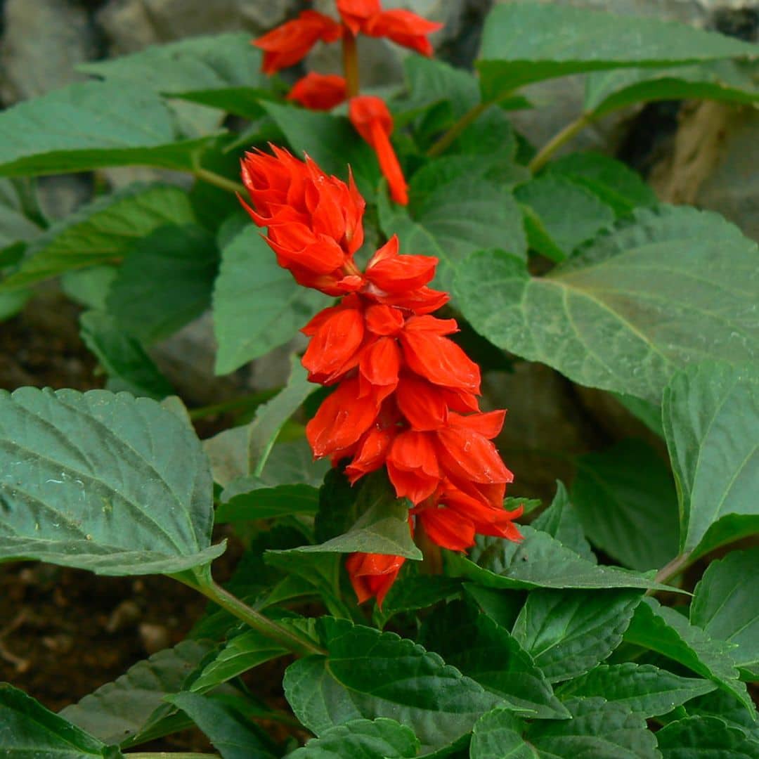 graines Sauge Rouge Écarlate Salvia splendens St John's Fire plantes fleurs monde végétal