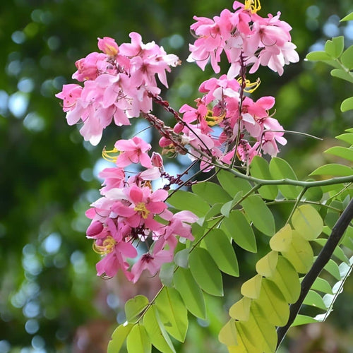  graines Arbre à Pluie Rose Cassia javanica var. nodosa comment semer et cultiver