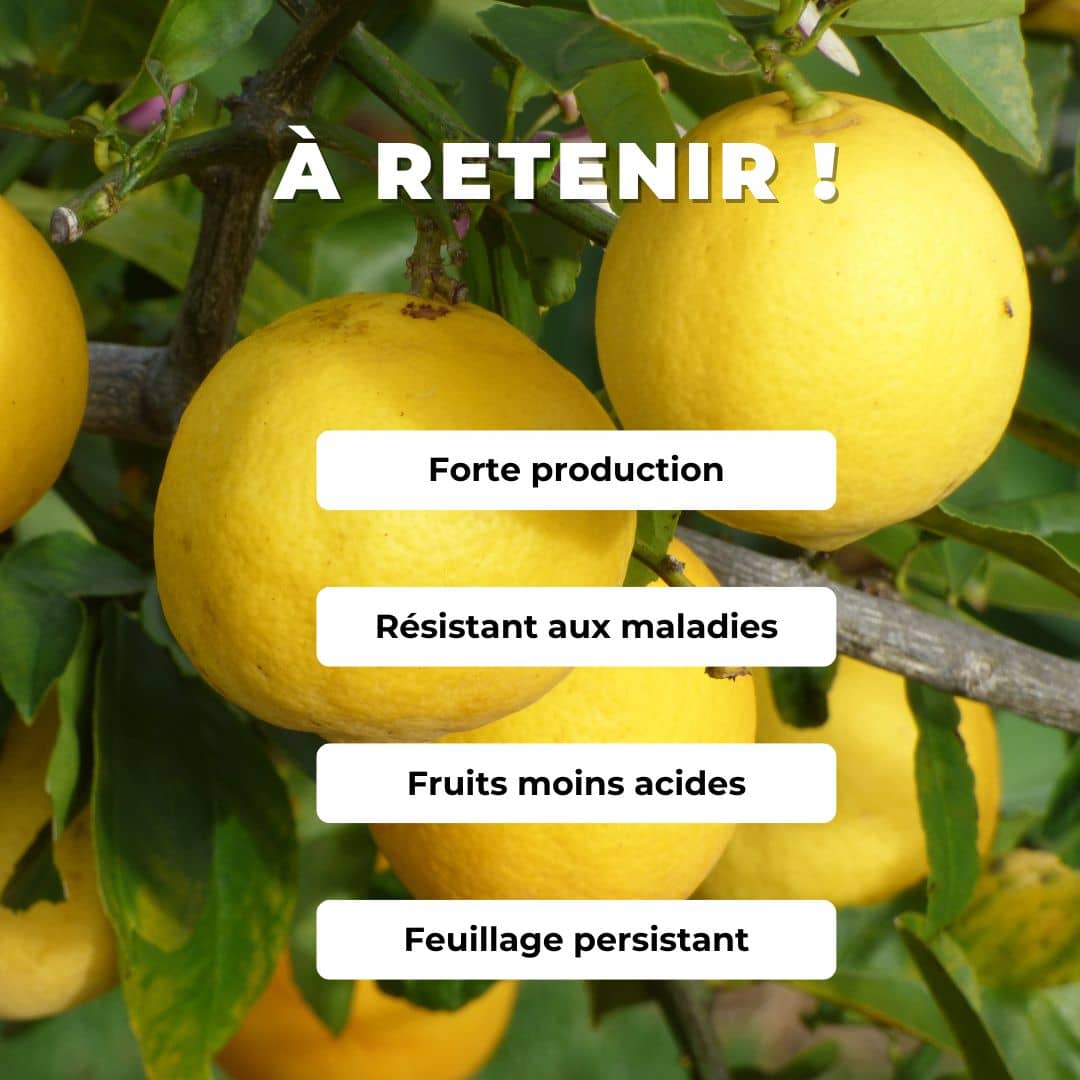 graines Citron Meyer -Citrus x meyeri monde végétal agrumes rares comment semer et cultiver