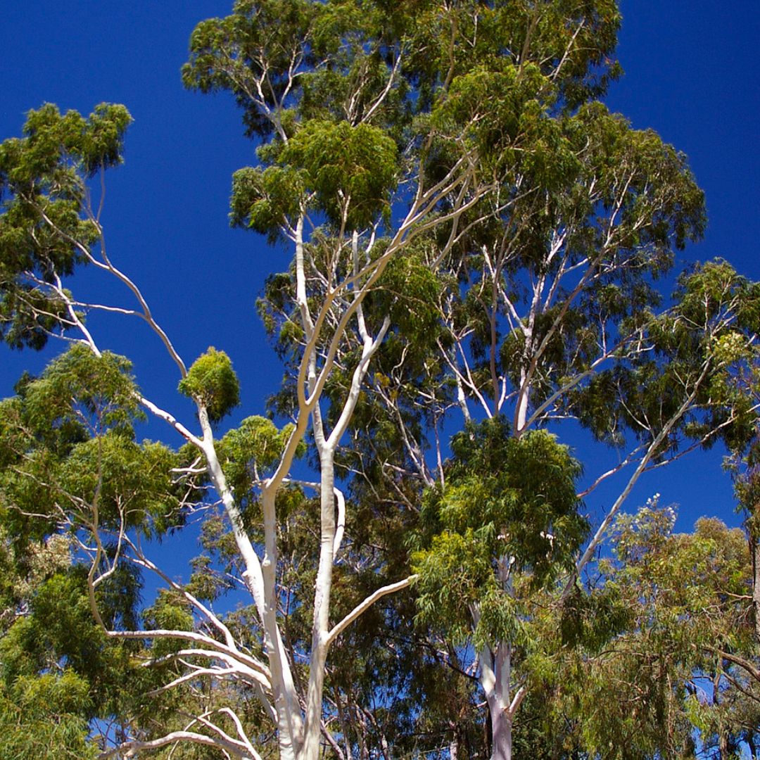 graines Corymbia citriodora eucalyptus citronné