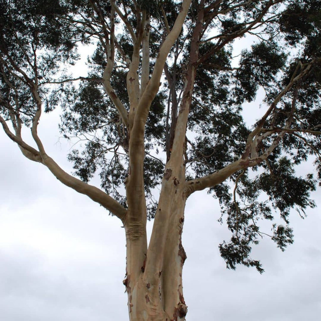graines Corymbia citriodora eucalyptus citronné à faire germer pour cultiver un arbre australien rare avec monde vegetal
