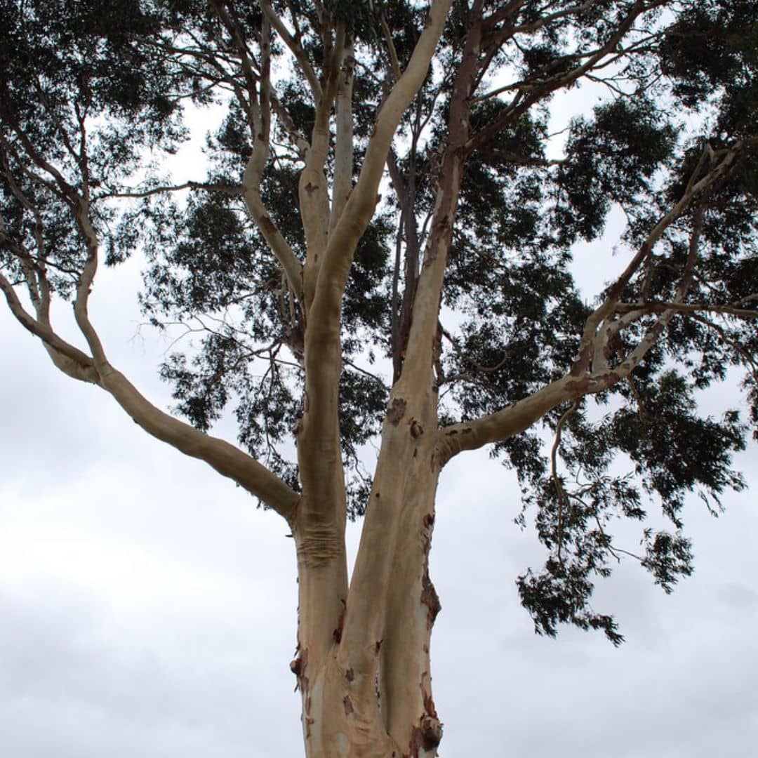 graines Corymbia citriodora eucalyptus citronné à faire germer pour cultiver un arbre australien rare avec monde vegetal