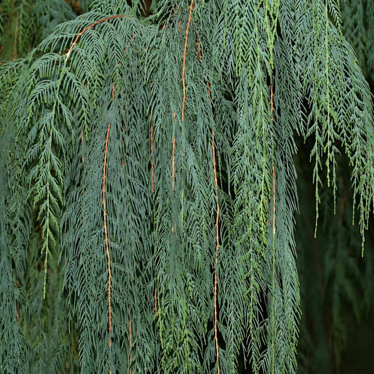 graines Cupressus cashmeriana Cyprès du Bhoutan Cyprès du  Cashemire monde végétal