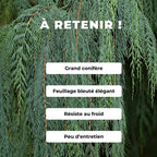graines Cupressus cashmeriana Cyprès du Bhoutan Cyprès du  Cashemire monde végétal semences