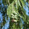 graines Cyprès chauve Taxodium distichum comment semer et cultiver avec monde vegetal