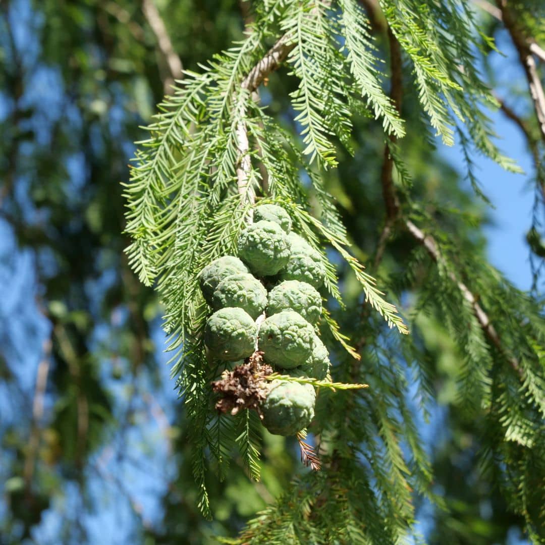 graines Cyprès chauve Taxodium distichum comment semer et cultiver avec monde vegetal
